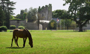 Exteriors_Ruins_Horse_Grazi