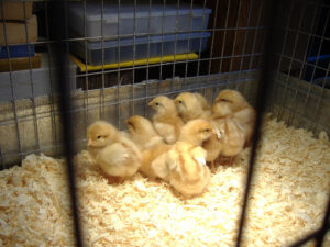 Chicks