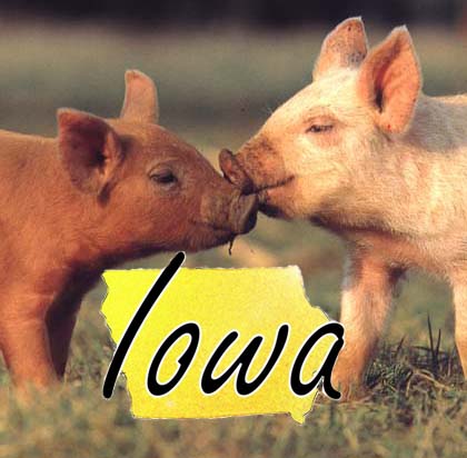 Iowa pigs