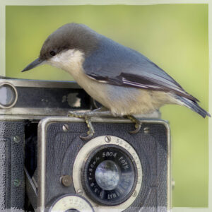 Old Nuthatch Camera