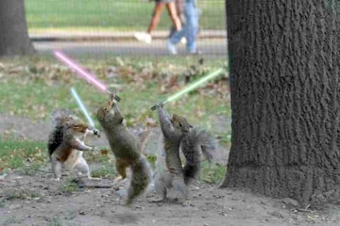 squirrel-jedi Medium Web view