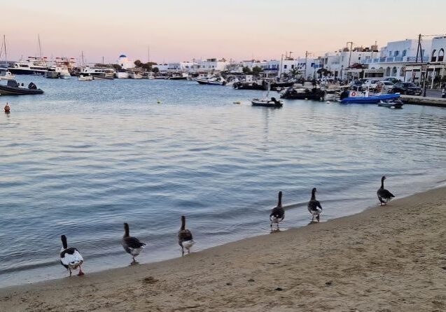 Antiparos beach in Greece