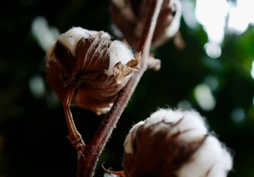 cotton image up close